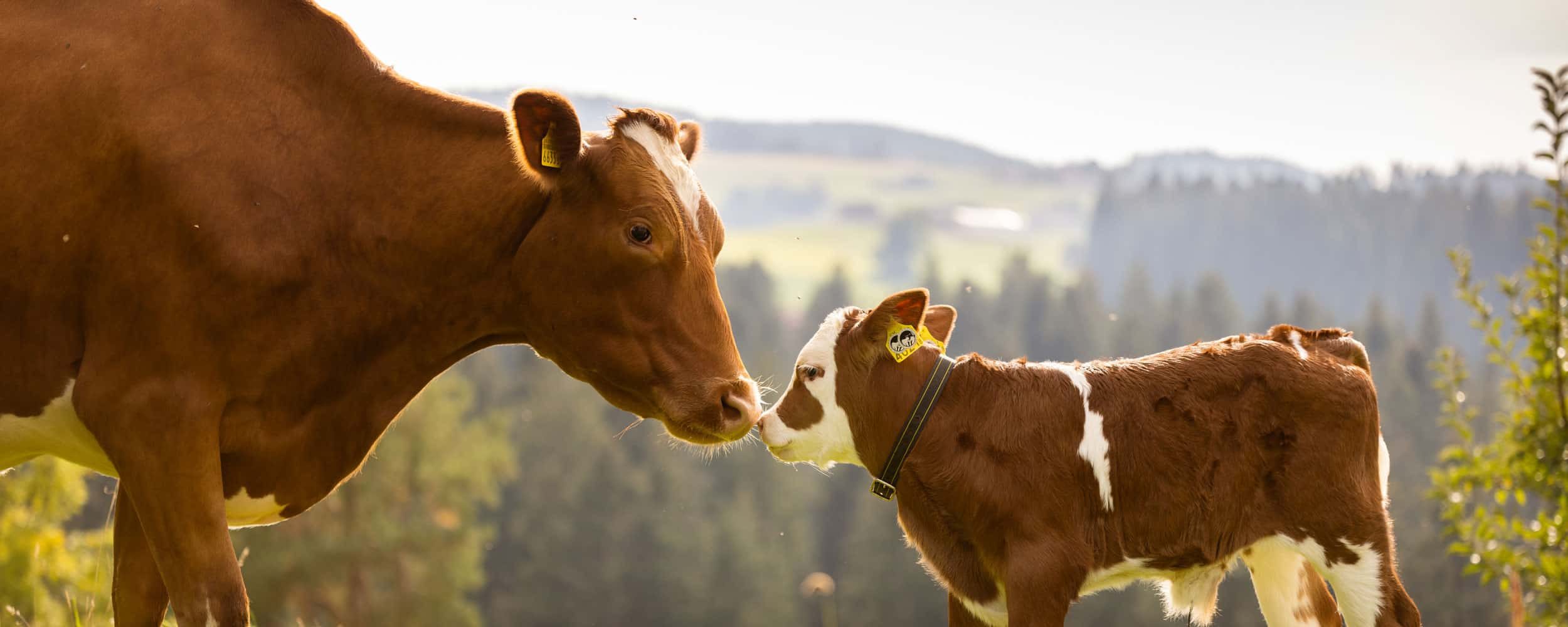 Glückliche Kühe aus Mutter-Kalb-Haltung (MuKa)